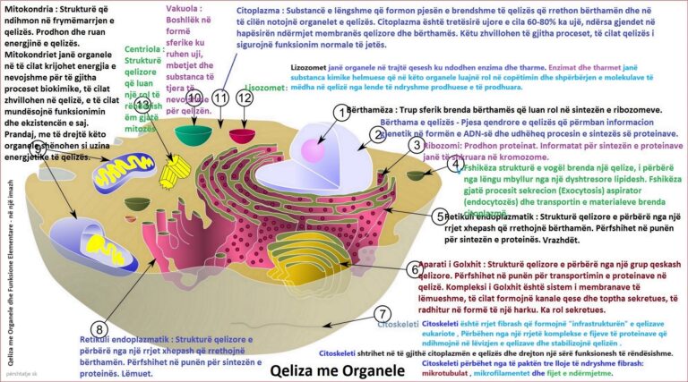 Qeliza me Organele dhe Funksione Elementare në një Imazh