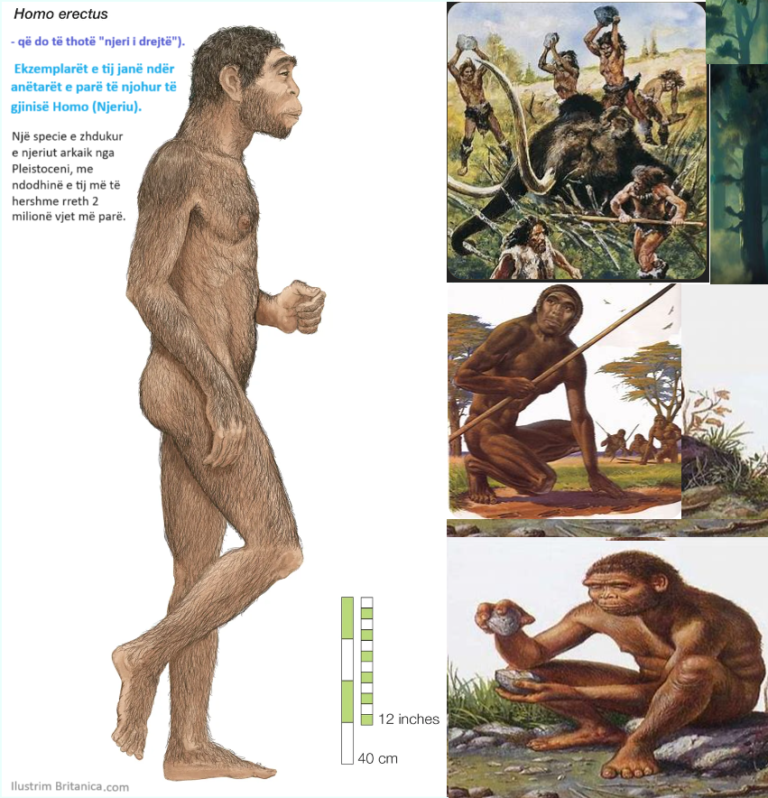 Homo erectus