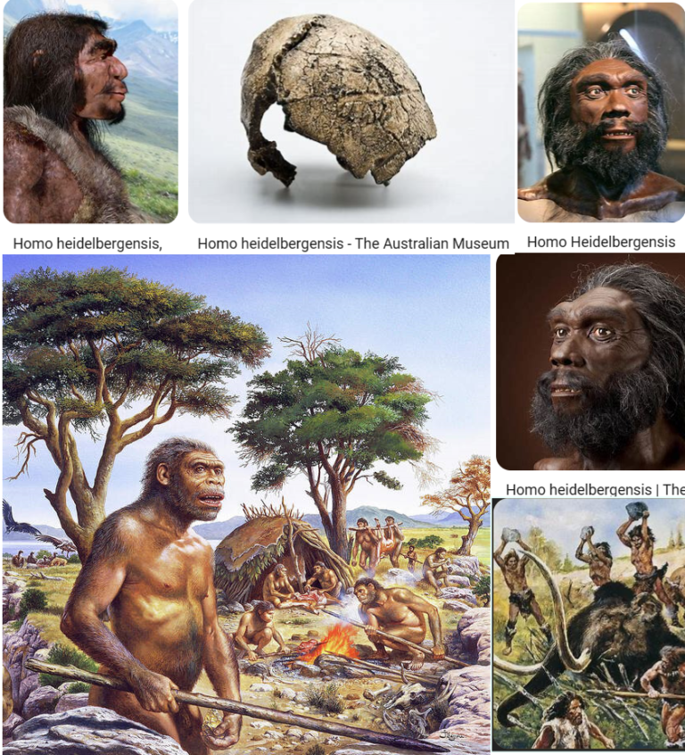 Homo heidelbergensis