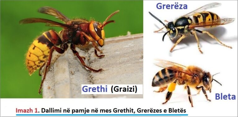 Helmi i Grethit (Graizit) dhe Preventiva Shëndetësore e Njeriut për Thumbimet Alergjike