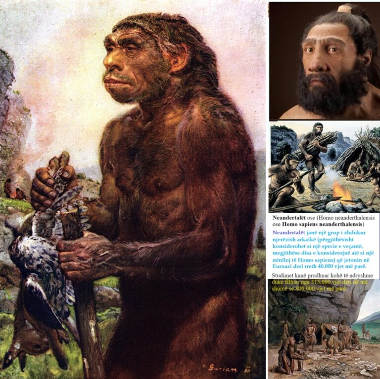 Homo Neandertalis