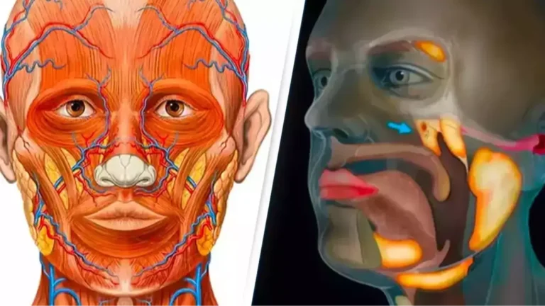 Shkencëtarët zbuluan aksidentalisht një organ të ri në trupin e njeriut