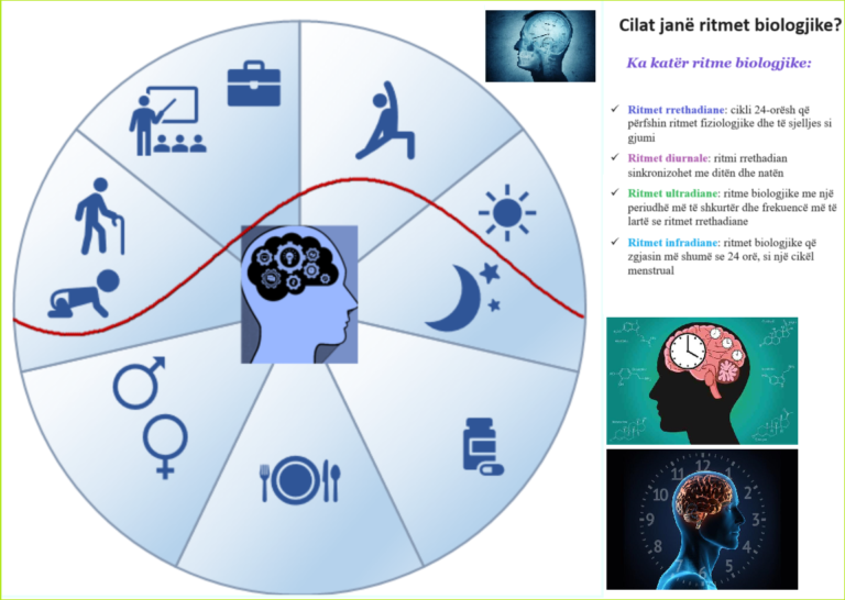 Cilat janë ritmet biologjike?