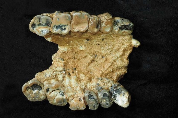 Fosilet në Greqi sugjerojnë se paraardhësit njerëzorë evoluan në Evropë, jo në Afrikë