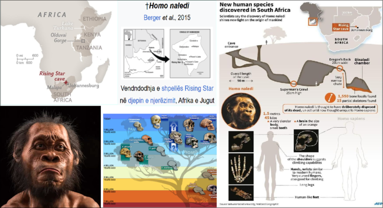 Homo naledi
