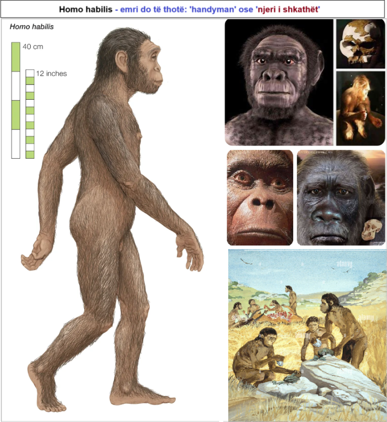 Homo habilis