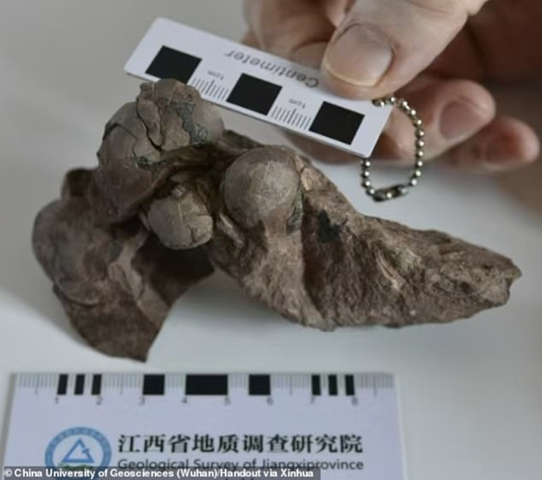 Shkencëtarët zbulojnë vezë dinozaurësh ‘plotësisht të paprekura’ 80 milion vjeçare nga specie të panjohura më parë