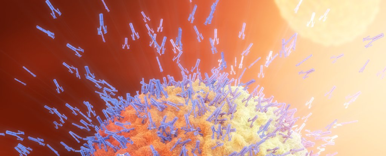 Çfarë është një antitrup?