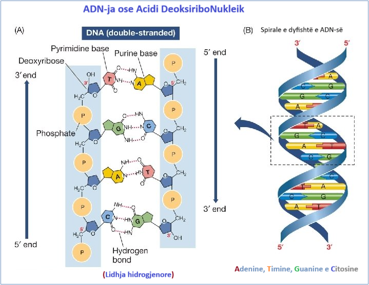 ADN-ja ose Acidi DeoksiriboNukleik