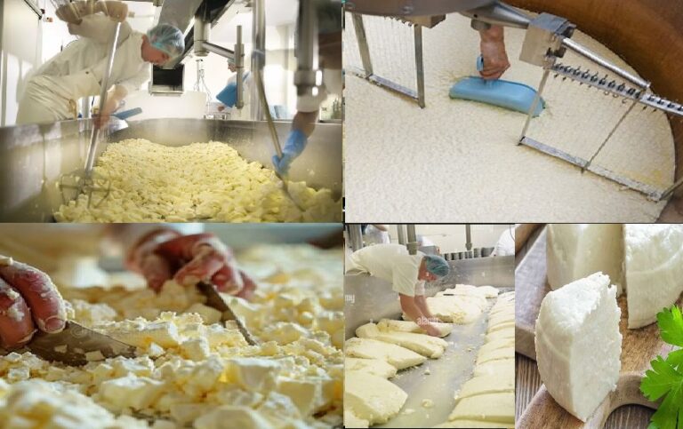 6 hapat e prodhimit të djathit