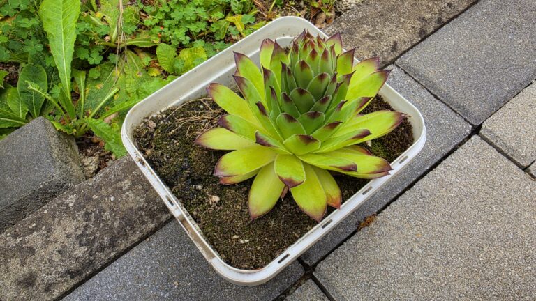 Burgulli (Sempervivum tectorum)