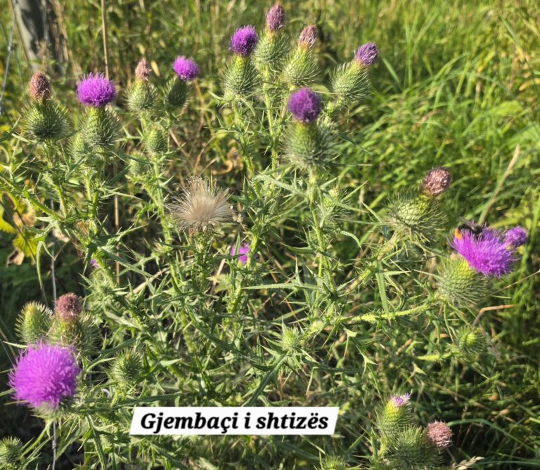 Gjembaçi i shtizës