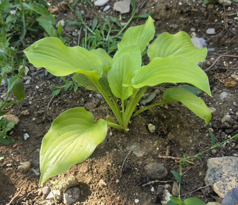 Hosta (Zambaku i Hijeve)