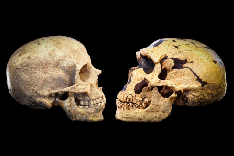 Neandertalët dhe Homo Sapiens: Pse mbijetuam dhe ata jo?