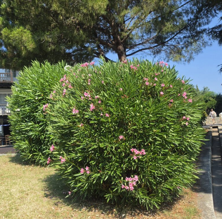 Oleander bimë shkurre (Nerium oleander)