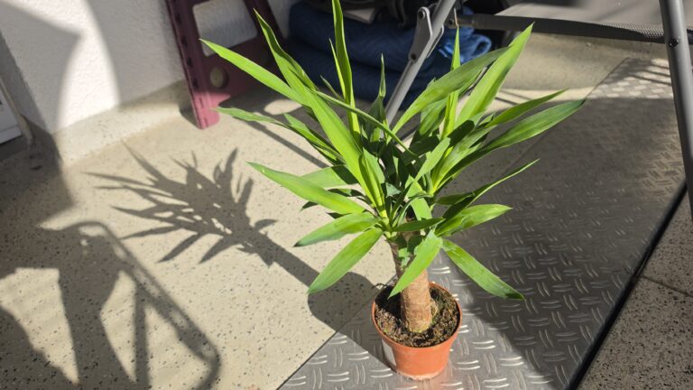 Juka e re (Yucca elephantipes)
