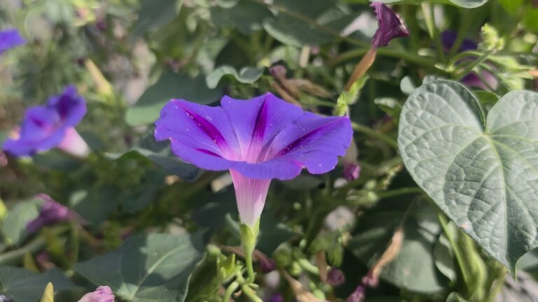 Lulja e mëngjezit (Ipomoea purpurea)
