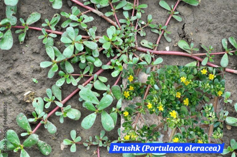 Rrushk (Portulaca oleracea)