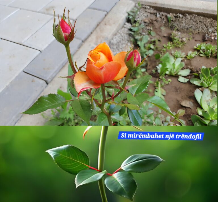 Si mirëmbahet një trëndofil